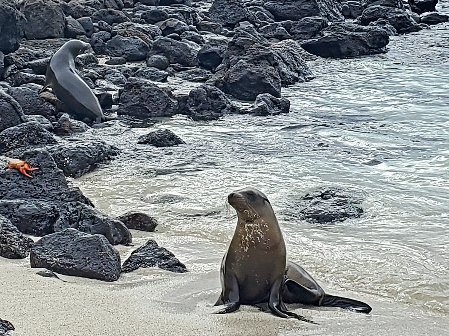 sea lions