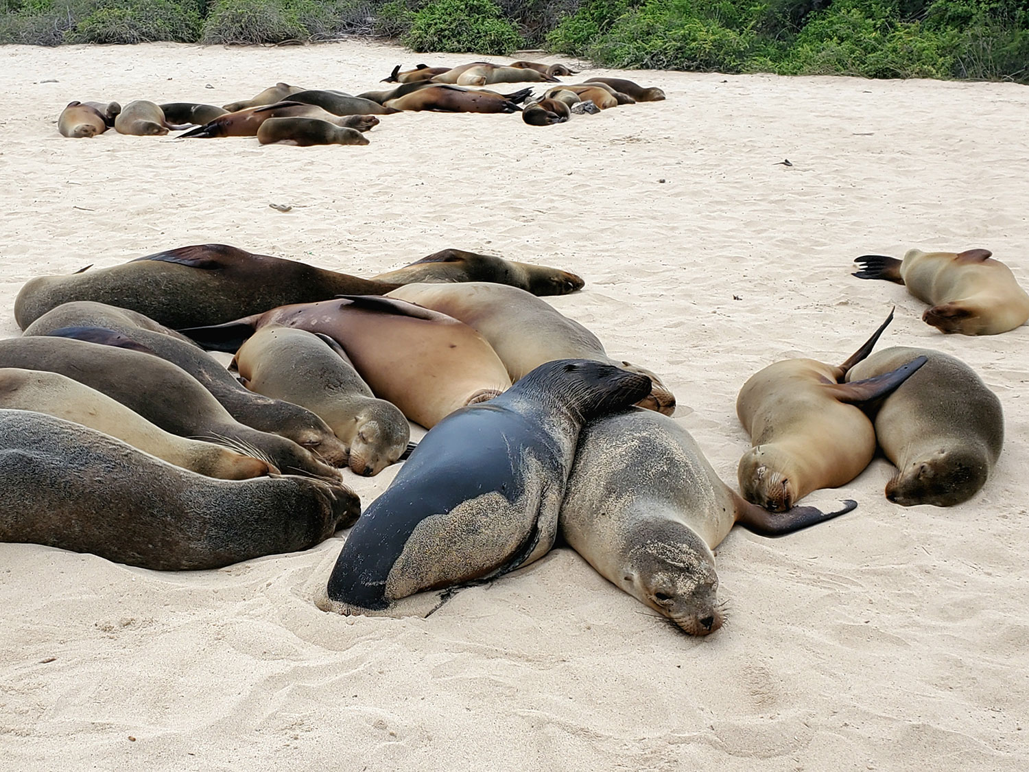 sea lions