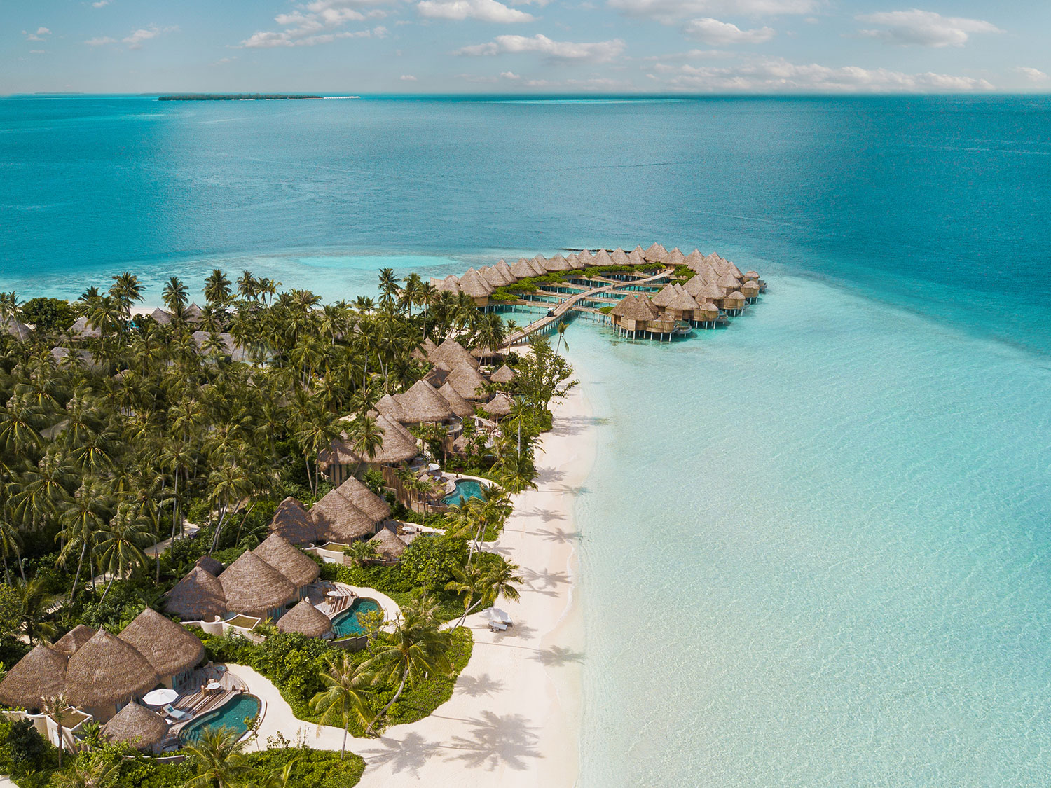 Maldives nautilus