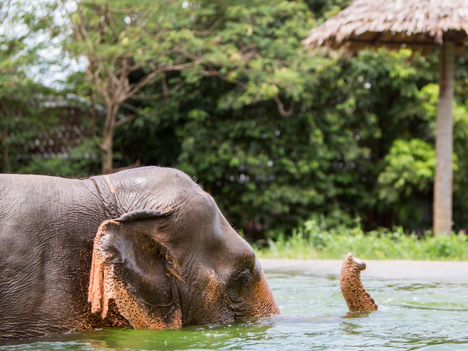 Elephant Sanctuary