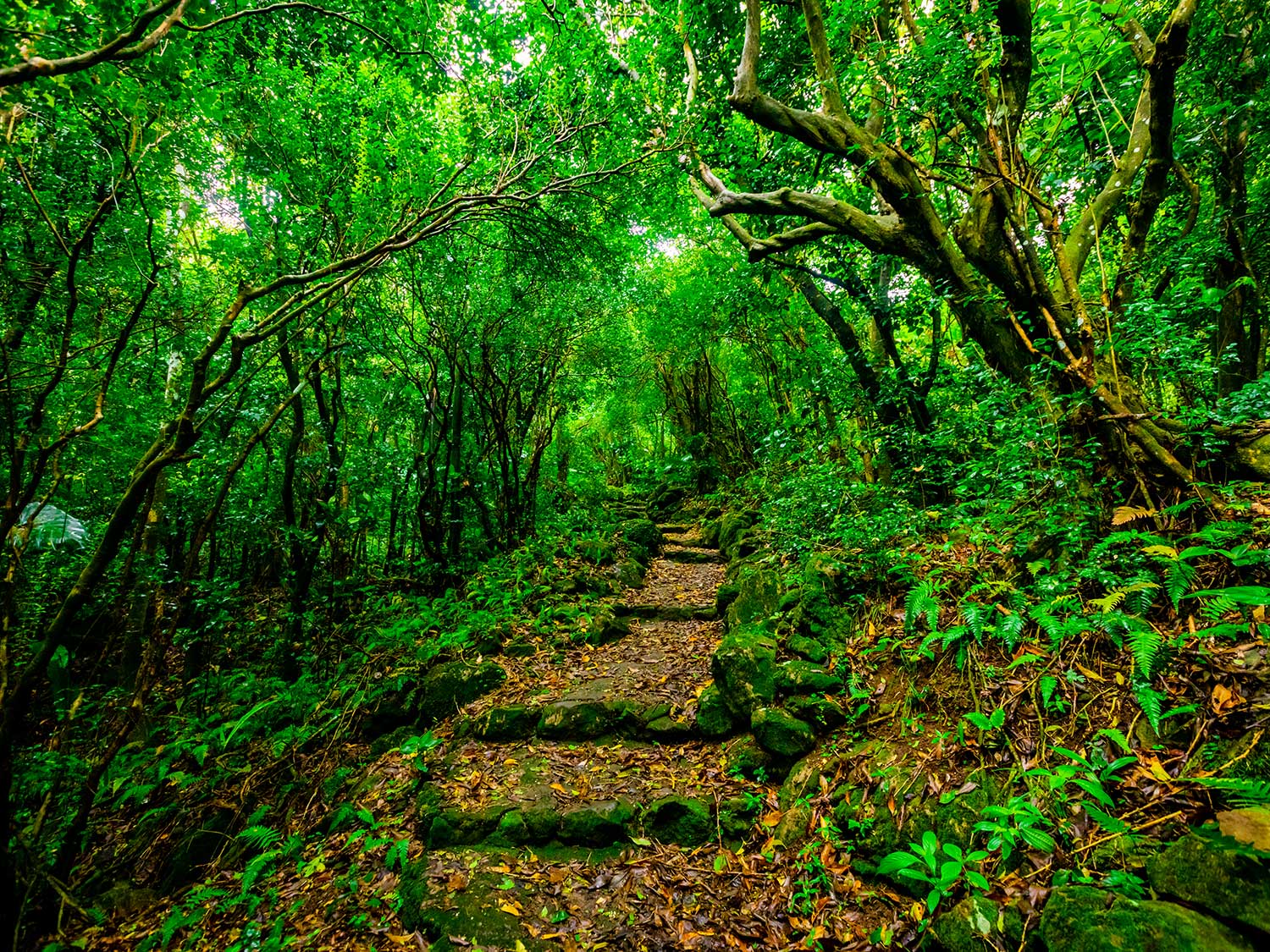 One of the 20 hiking trails located on the tiny Dutch Caribbean island of Saba.