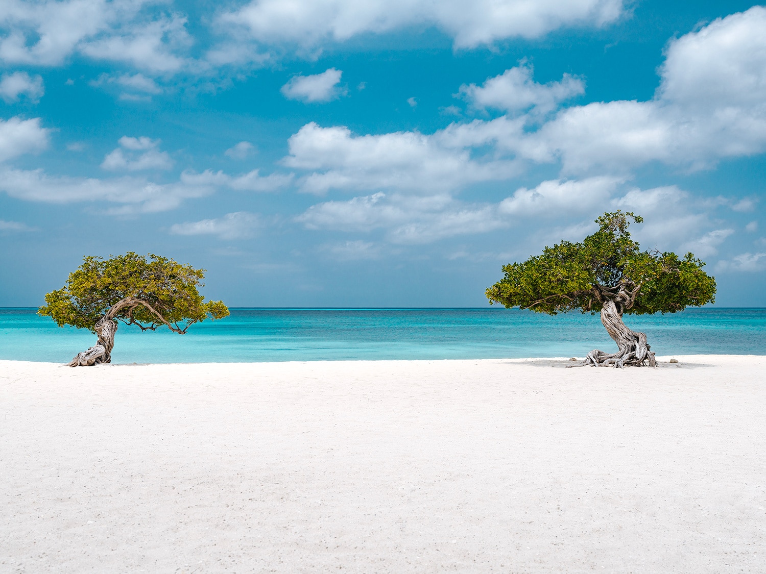 A pair of iconic Fofoti trees on Eagle Beach in the Dutch Caribbean island of Aruba.