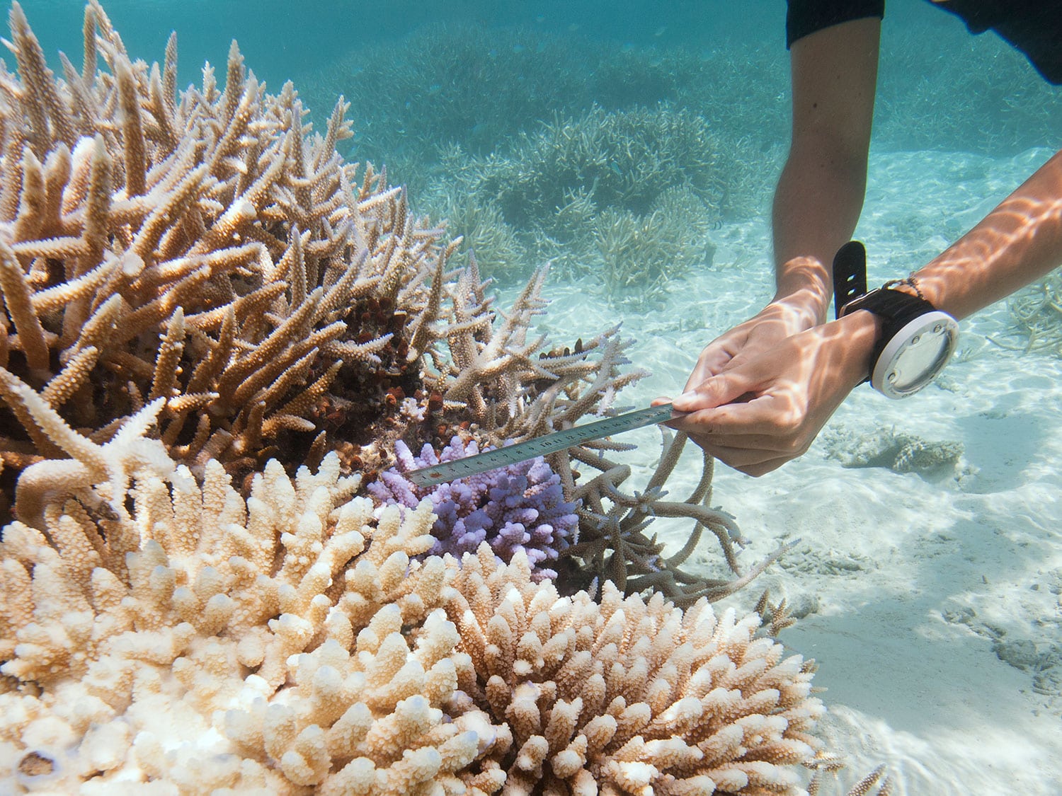 A marine biologist examines coral within the house reef at the Coco Palm Dhuni Kolhu resort in the Maldives.