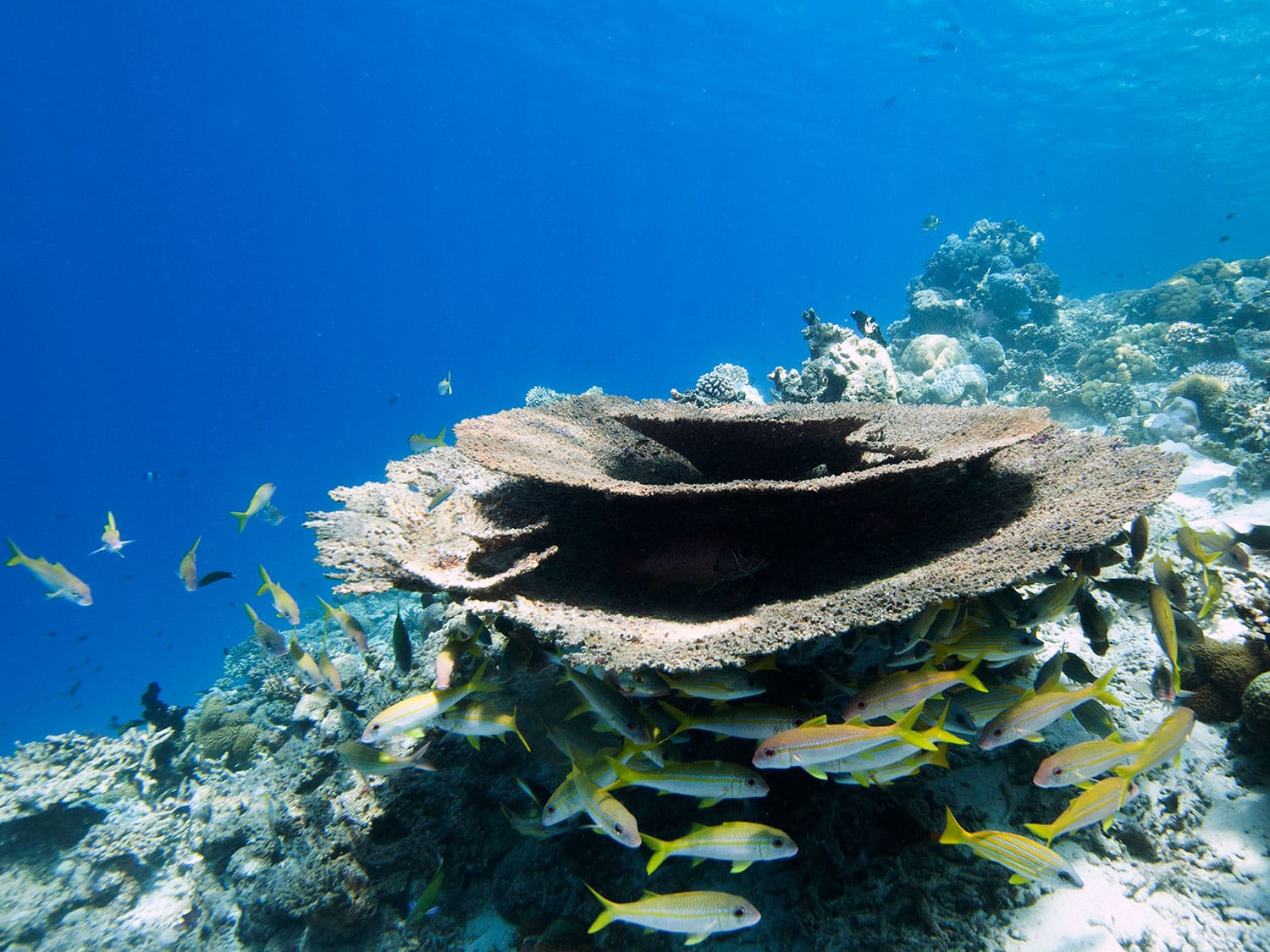 Part of the house reef at the Coco Palm Dhuni Kolhu resort in the Maldives.