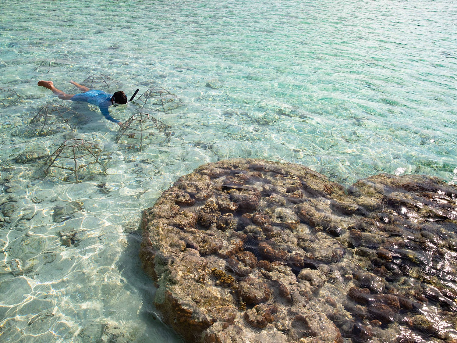 A snorkeler tends to new coral growth at the Patina Maldives, Fari Islands, resort.