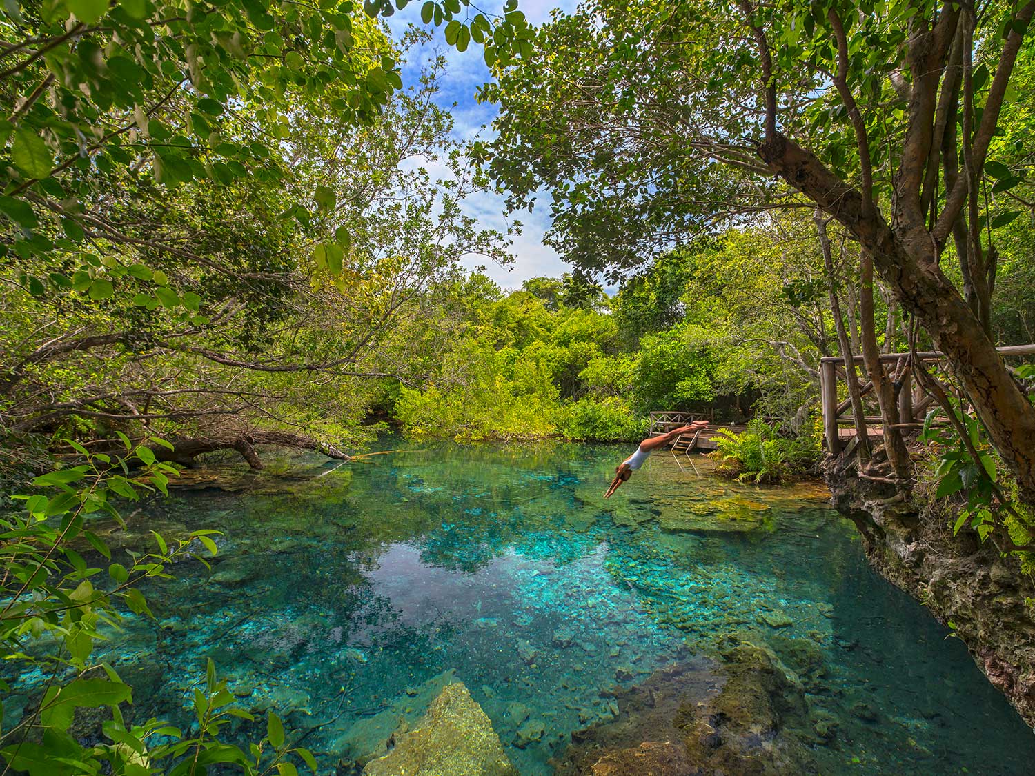 Water and plants in the Indigenous Eyes Ecological Park and Reserve in Punta Cana, Dominican Republic.