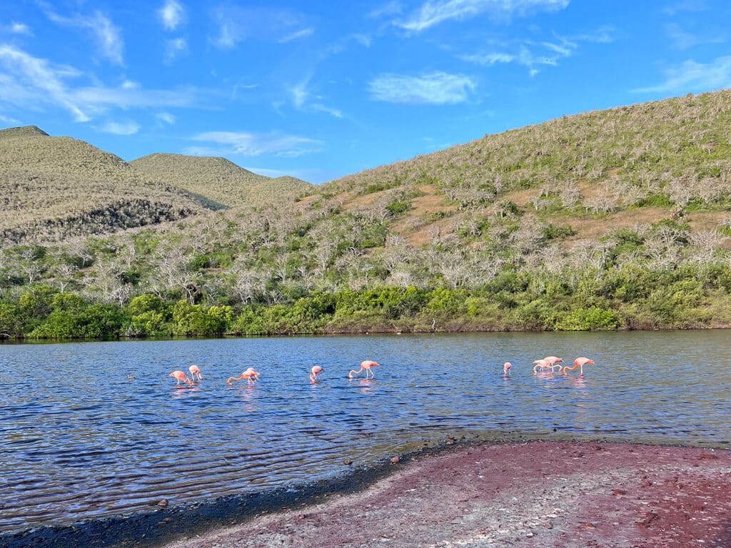 A flamboyance of flamingos in the Galapagos Islands