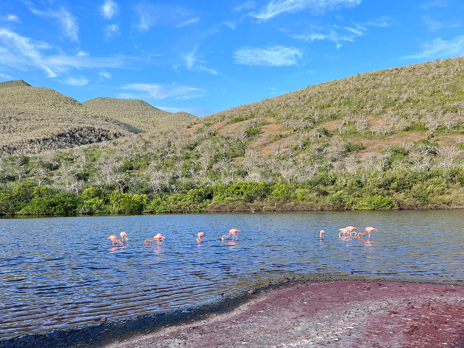A flamboyance of flamingos in the Galapagos Islands