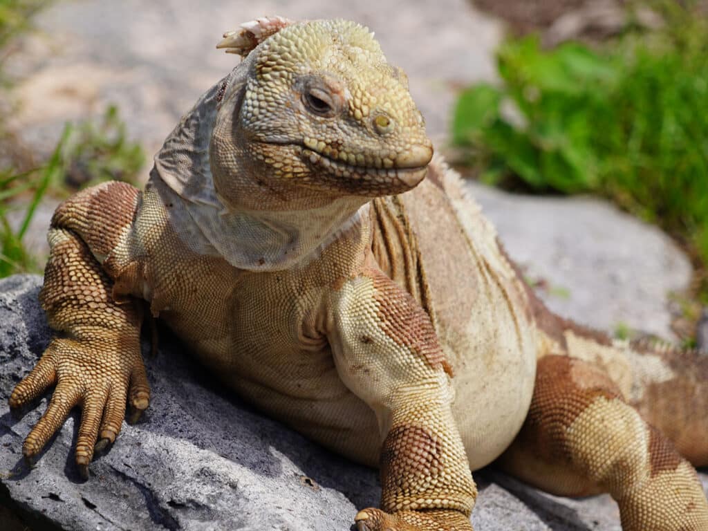 An iguana in the Galapagos Islands