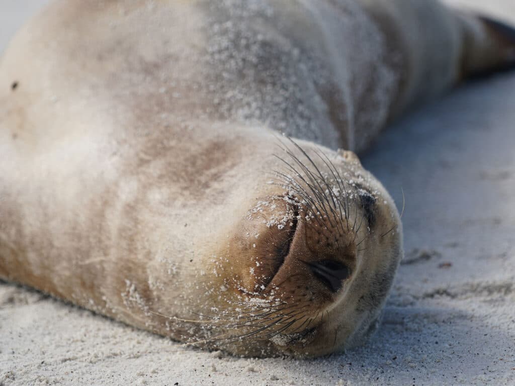 A seal in the Galapagos Islands