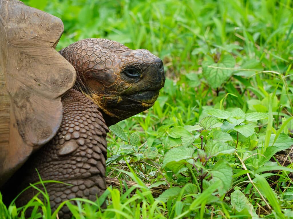 A tortoise in the Galapagos Islands