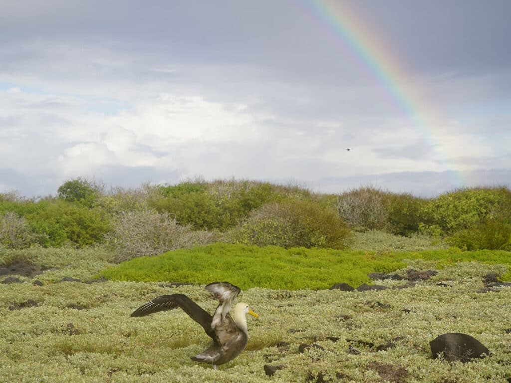 A bird in the Galapagos Islands