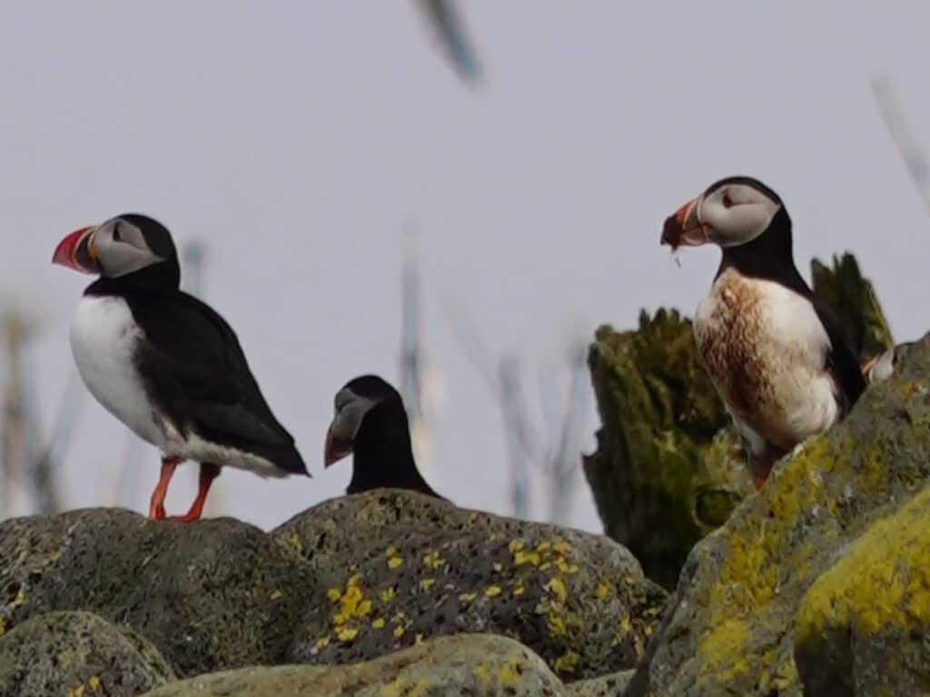 Puffins in Iceland