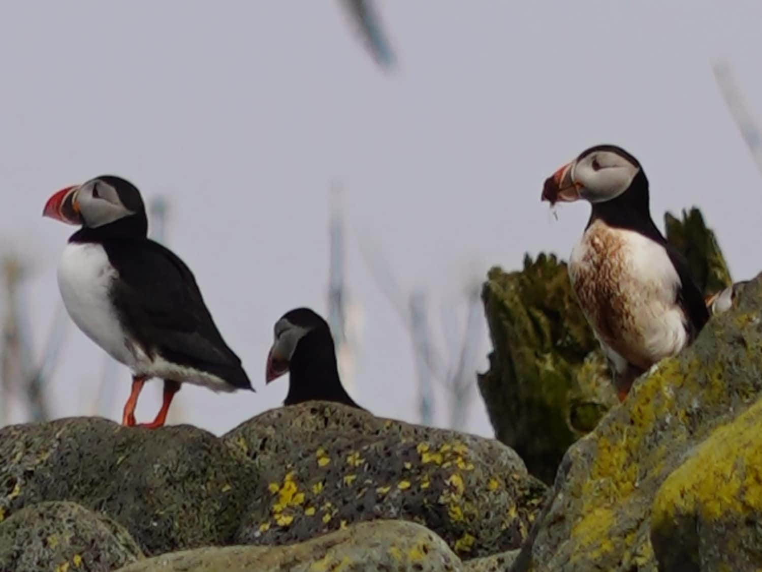 Puffins in Iceland