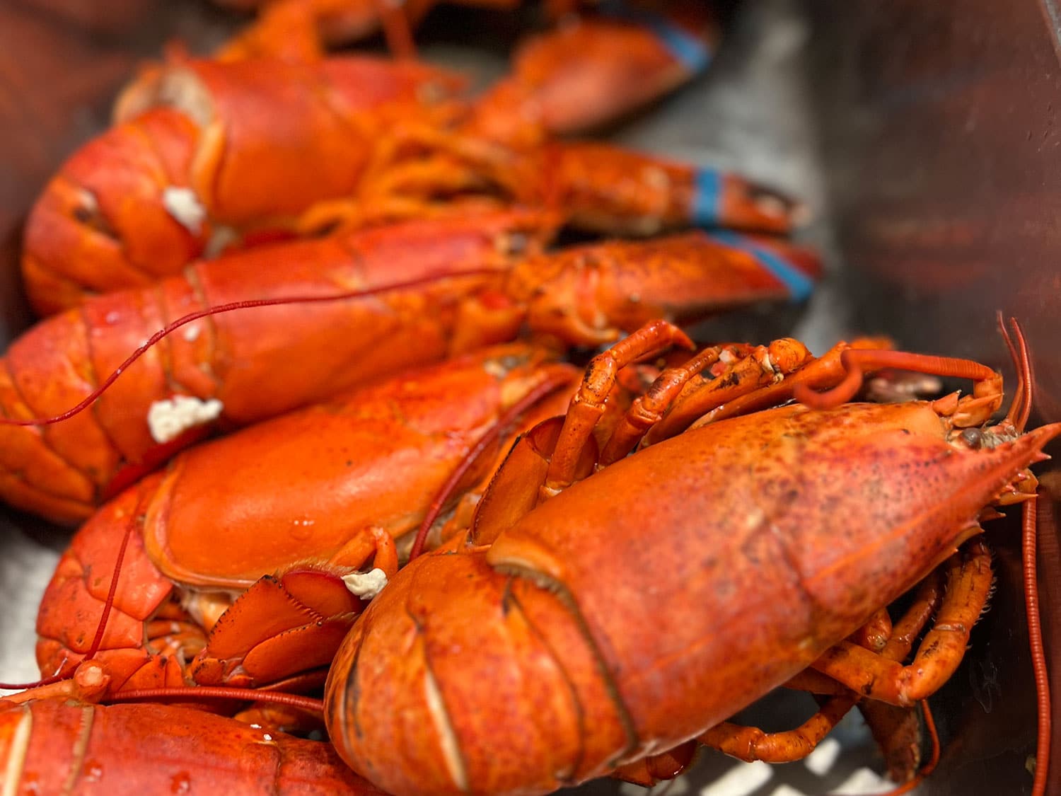 A sampling of lobster from The Nordic restaurant in Rhode Island