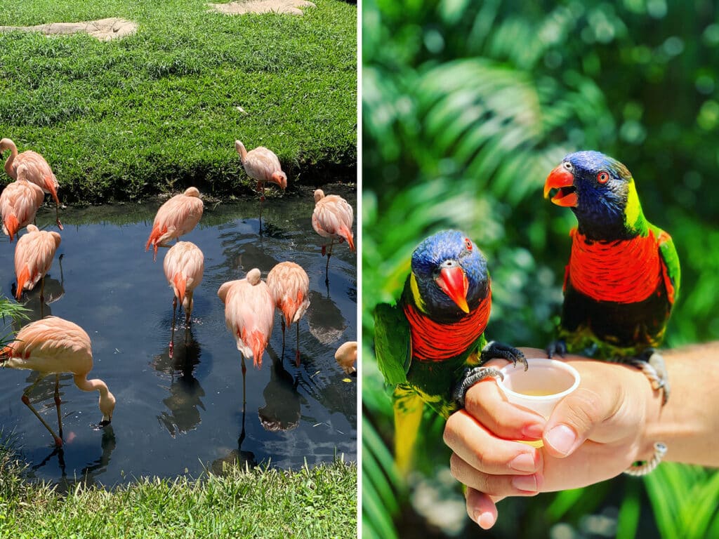 Flamingos and other birds at the Brevard Zoo in Florida.