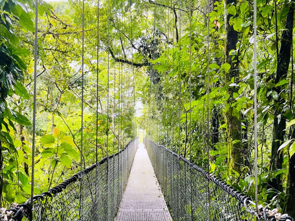 A hanging bridge in a Costa Rica forest